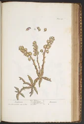 Plate 430, Toothwort, from A Curious Herbal