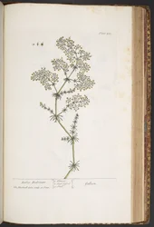 Plate 435, Ladies Bedstraw, from 