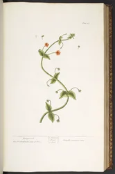 Plate 43, Pimpernell, from 