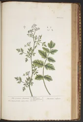 Plate 442, from 