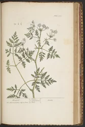 Plate 451, from 