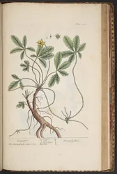 Plate 454, Cinquefoil, from A Curious Herbal