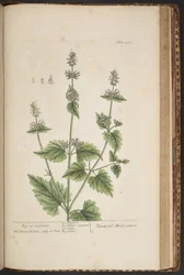 Plate 455, from A Curious Herbal