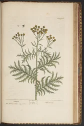 Plate 464, from A Curious Herbal