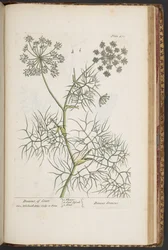 Plate 471, from 