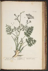 Plate 472, from A Curious Herbal