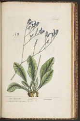Plate 481, from A Curious Herbal