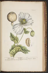 Plate 483, from 