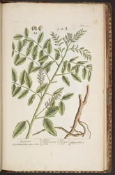 Plate 494, from 
