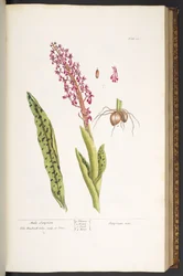 Plate 53, Male Satyrion, from 