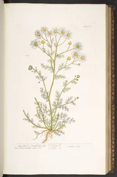 Plate 67, from 
