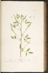 Plate 80, from 