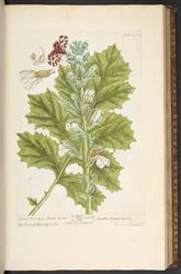 Plate 89, from 