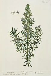 Rosmarinus Officinalis