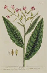 Tobacco, plate 146 from 