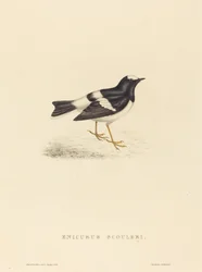 Little Forktail