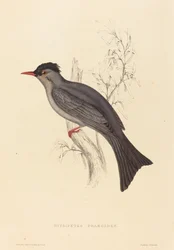 Hypsipetes Psaroides (Black Bulbul)