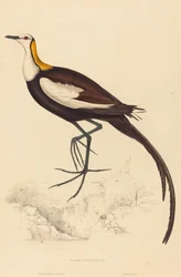 Pheasant-Tailed Jacana