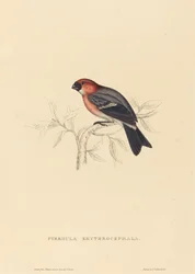 Redheaded Bullfinch