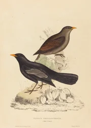 Aztec Thrush