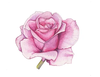 Pink Rose, 2012