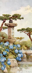 An Hydrangea Bush