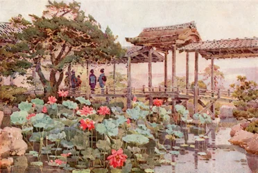 Lotus at Kodaiji