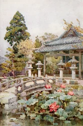 Lotus at Kyomidzu