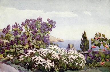 Weigandia and Daisies
