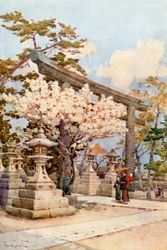 White Cherry at Kitano