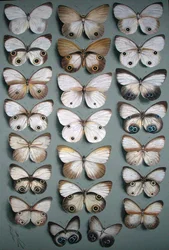 Twenty-Two Butterflies