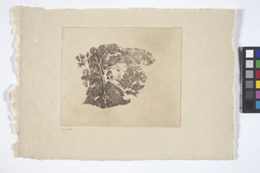 Tree Study