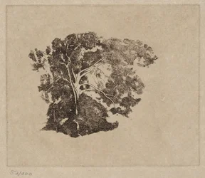 Tree Study