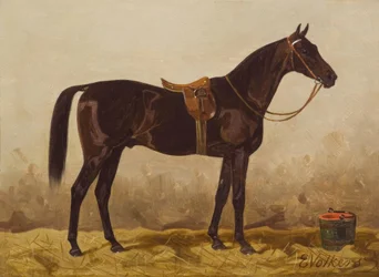 Saddled Black Horse