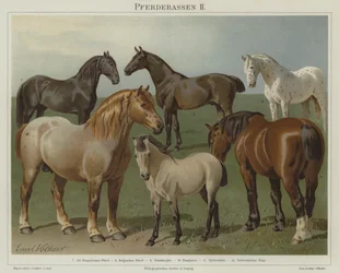 Horse Breeds