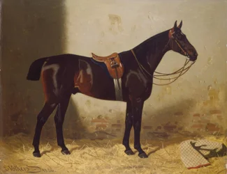 Horse Portrait