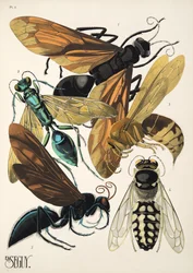 Plate 6 from Insects, pub. 1930