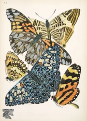 Plate 3, from Papillons, pub. 1925