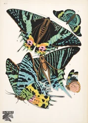 Plate 7, from Papillons, pub. 1925