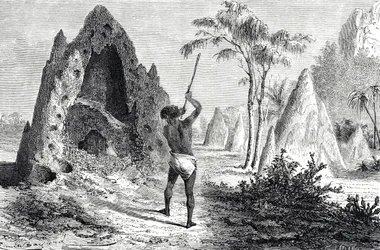 Nets of the White Ants, Termites (engraving)