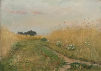 Summer Landscape - Cornfield