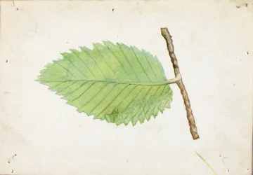Jagged Leaf Edge Caterpillar, study for book Concealing Coloration in the Animal Kingdom