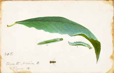 Unspotted Beach Leaf Edge Caterpillar