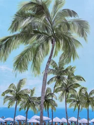 Tropical Beach Palms