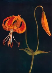 Leopard Lily