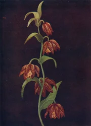 Mission Bells