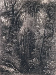 View of the Gorge above Apia, Upolu, Western Samoa