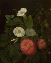 Roses and Epomenea