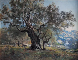 Olive Trees in Vallonnet by the Side of the Road