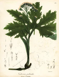 Arctic sweet coltsfoot or Arctic butterbur, Petasites frigidus var